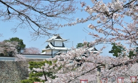 桜の金沢旅行
