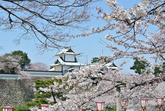 桜の金沢旅行